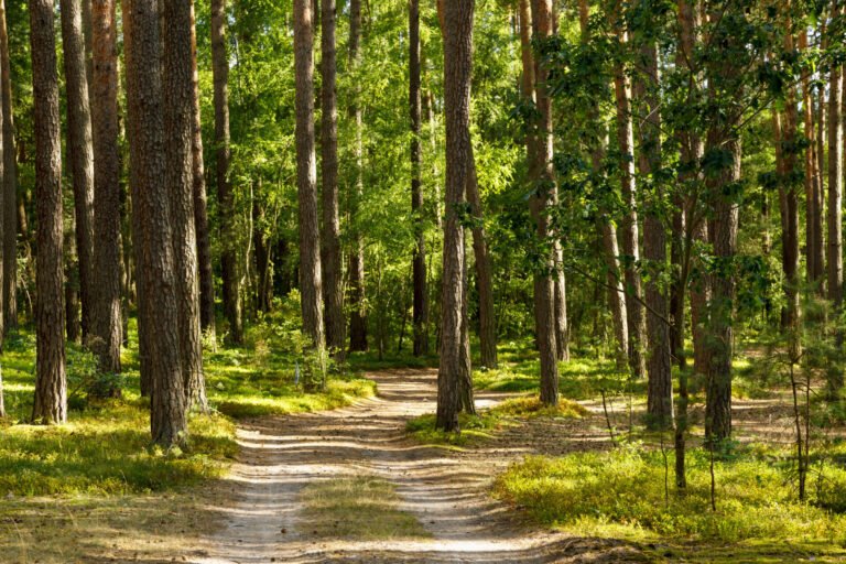 Forest landscape. Coniferous sunshine forest with pine trees and path. Forest background, nature wallpaper. Forest stock photo